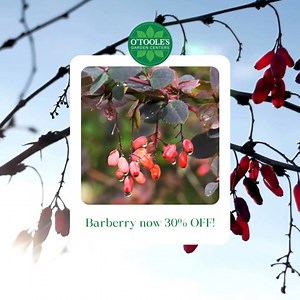 🌞 Barberry: A Colorado Favorite! 🌿 Looking for a vibrant hedge option for sunny areas? Barberry is perfect for the Colorado climate and loves the sun! ☀️ Planting this fall gives the plant time to establish itself, so you’ll enjoy its striking foliage come spring. 🌸 Take advantage of our 30% off sale on all live goods, including barberry! Now’s the time to add this hardy beauty to your garden. 📅 Sale ends September 30. Excludes fall bulbs. #BarberryBeauty #GardenSale #SunLovers #ColoradoGard