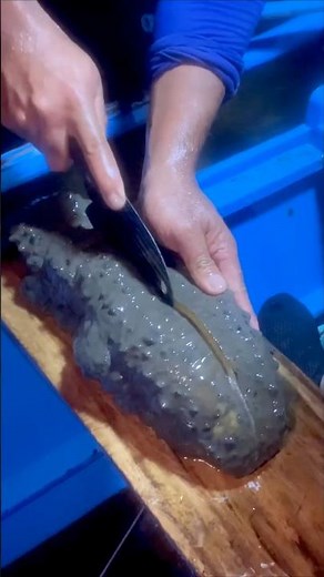 Amazing😮!Sea Cucumber