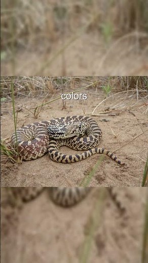 Gopher Snakes: Masters of Disguise!