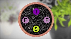 Container Gardening Using The Thriller, Filler, Spiller Planting Technique