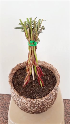 Grow Portulaca flowers used bamboo very easy #plants #portulacaflower