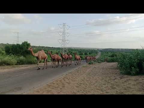 Camels Traveling Sound |Camels Sound in thar desert | قطيع من الإبل في الصحراء