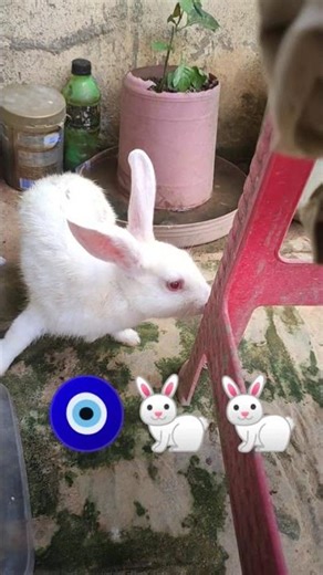 🧿🥕🐇 step to steps #rabbit #funnyrabbit #funny #rabbitfarminginindia #viral #viralvideo #viralshorts