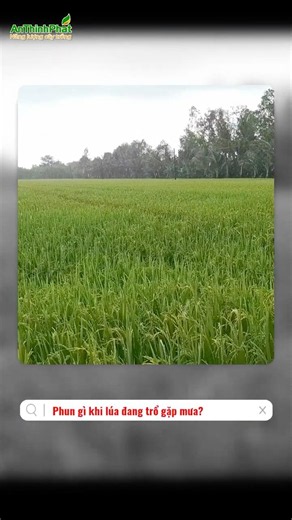 What to Spray on Rice When It Rains During Heading | An Thinh Phat