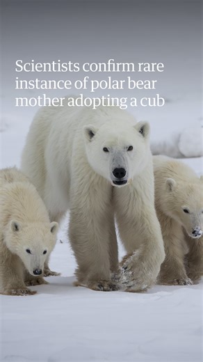 The Guardian on Instagram: "“It gives you a lot of hope when you realise that polar bears maybe are looking out for each other out there,” says the director of conservation outreach and staff scientist at Polar Bears International, Alysa McCall. Only 13 examples of polar bear adoptions have been recorded among the western Hudson Bay population since studies began more than 45 years ago. But this mother, known as bear X33991, was spotted with two cubs in November near Bird Cove in the Churchill w