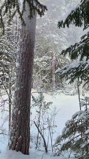 Stuck in a winter forest loop ❄