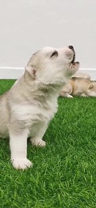 2.3K views · 233 reactions | Wooooo.~~ Am I howl the right way? #learntohowl #howllikeawolf | The Huskitory | Facebook