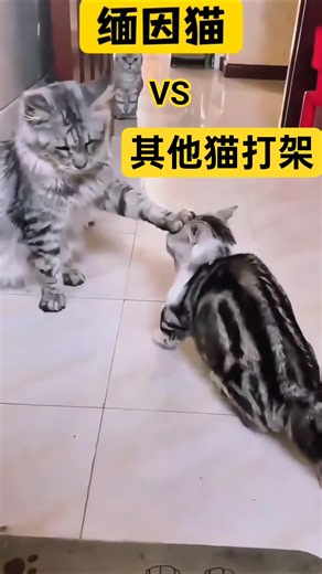 Maine Coon🐱 VS Other Cats🐱 Fighting Scene! #cat #MaineCoon #DailyPetLife #pets #DailyCatLife #cut...