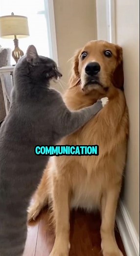 Why people think dogs and cats are enemies? 🐶vs🐱#dog #cat #short #pets