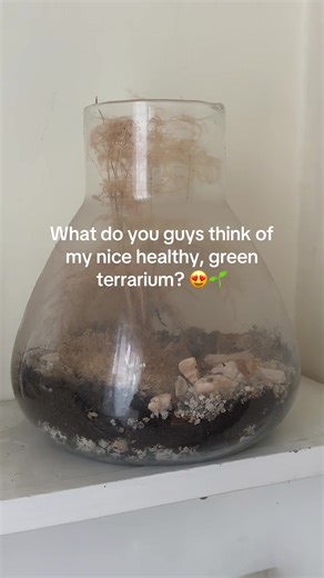 Be honset is it the best one you’ve ever seen? #plants #terrarium #plantsoftiktok #houseplants #plantpeople