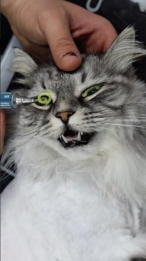 Cat eyes treatment #cat #cats #catlovers