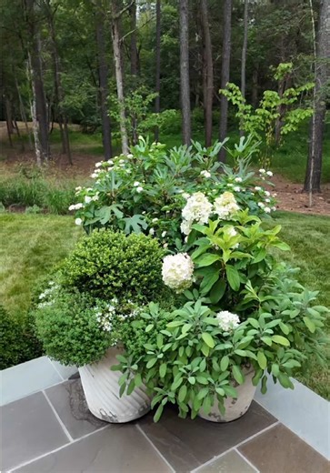 Container goals, courtesy of @contained_creations 🪴 Straight from the 2️⃣0️⃣2️⃣5️⃣ Southern Living Idea House, this combo is doing everything—structure, blooms, and that just-right mix of color and texture! Featuring: 🌰 Little Miss Figgy® Fig 🤍 White Wedding® Hydrangea 🌳 Mini Touch® Holly 🌼 White Little Lucky™ Lantana It’s layered, it’s balanced, and it’s ready to steal the show all season long! If this isn’t your sign to refresh your containers… we don’t know what is 🔄 #containergardening