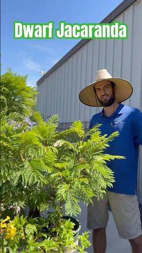 Dwarf Jacaranda Tree ~ SummerWinds Nursery AZ