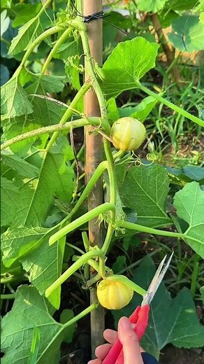 貝貝南瓜要捨得打枝整葉才會果實纍纍 #柒柒在鄉村 #種植小技巧 #整枝抹杈 #貝貝南瓜種植技術