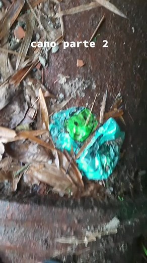 Discover the Camouflaged Frog in the Forest