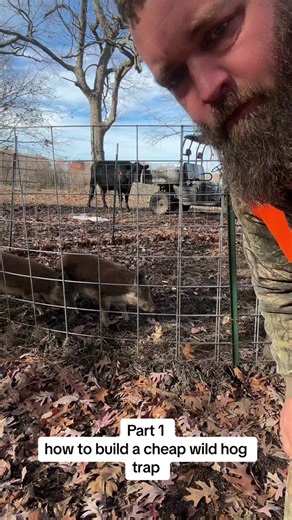 How to build a cheap wild hog trap that works! Part 1 #rufusthebull #bull #cow