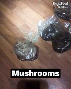2.5M views · 6.3K reactions | This urbex explorer thinks he stumbled across a magic mushroom grow op in an abandoned house  | BuzzFeed News | Facebook