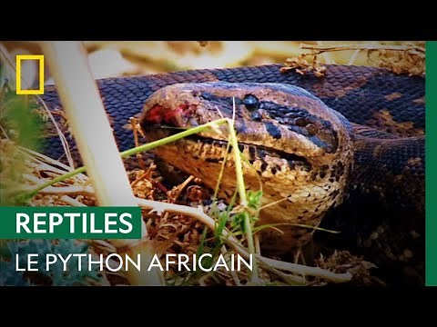 La puissance du python africain