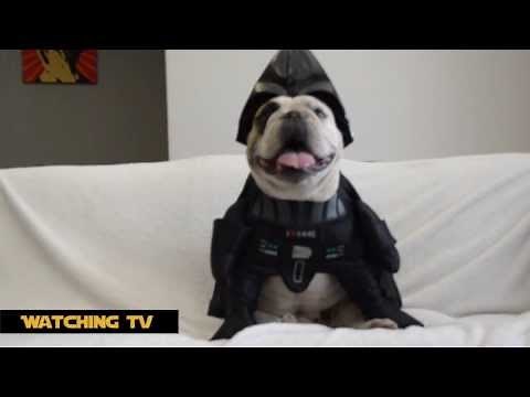 Bulldog Dressed Up As Darth Vader - Dog Costume