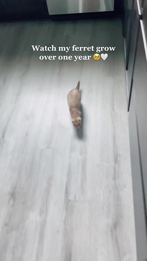 Adorable Baby Ferret Follows Owner Everywhere | Ferret Growth Journey