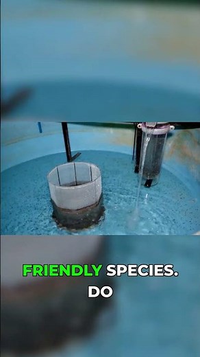 Bigger tank = happier fish (and less work) #aquarium #fishtank #beginner