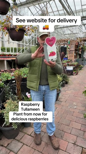 #add WEBSHOP https://pergolanurseries.ecwid.com Raspberry Tulameen . Planting time is from now . Crops ..mid summer and early autumn https://pergolanurseries.ecwid.com ALL IRELAND DELIVERY 🚚 32 Counties Pergola Nurseries Garden Corner, Virginia, Co Cavan “A gardeners oasis of quality plants “ Open Tuesday to Saturday 10.3-5 Open Sundays 2-5 #fyp #grow #gardening #garden