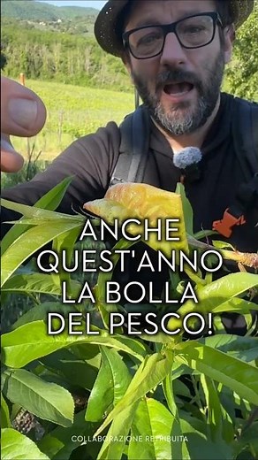 BOLLA DEL PESCO: trattamenti naturali per contrastare il patogeno