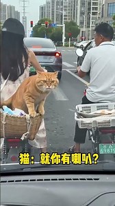 就差0.001秒小猫偷到鱼了，谁按的喇叭？！