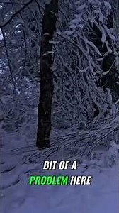 Storm Chaos! Birch Trees Bent & Massive Cleanup Ahead #snowstorm #forest #winter #snow #homestead