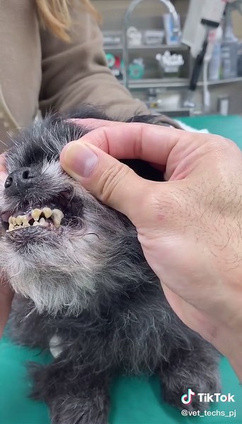 Peter Carlos on TikTok