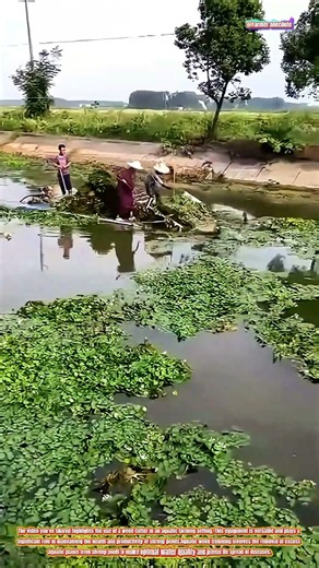 The Art of Aquatic Weed Trimming with a Weed Cutter