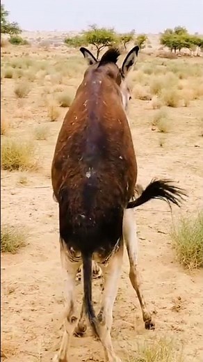 How Donkeys Mate | Natural Reproduction Behavior