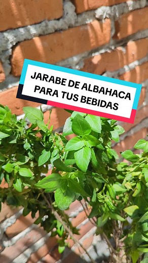 Te enseño a hacer un jarabe de albahaca! 🌿✨ . . . #mixologia #bar #fyp #cocteleria #recipe #bartender #drinks #cocktails #bebidas #queretaro #mixology #receta #basil #albahaca #jarabe #asmr #asmrfood #asmrsounds
