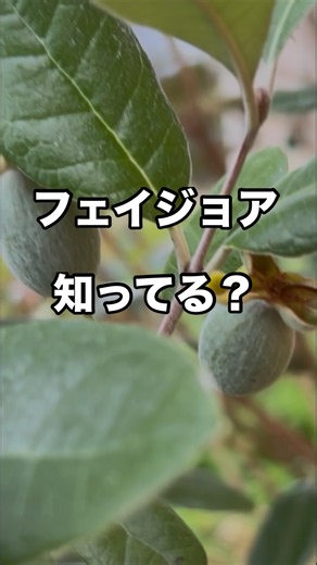 [Growing Feijoa] Do you guys know what a feijoa is? #FruitTrees