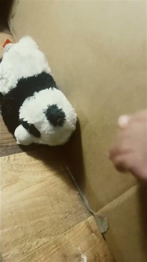 The cute baby box song