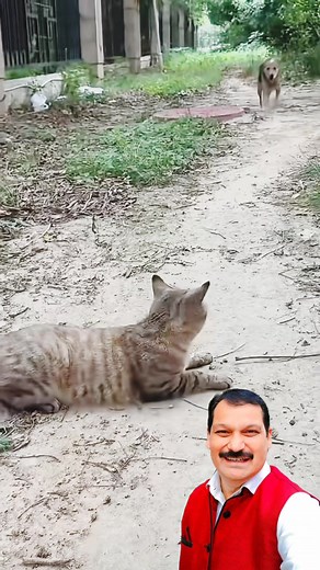 926K views · 10K reactions | Cat vs Dog funny video 藍藍 #ramanverma4496 #dogs #cats  #animals #funnycats #funnyvideos  #catvsdog  | Raman Kumar Verma | Facebook