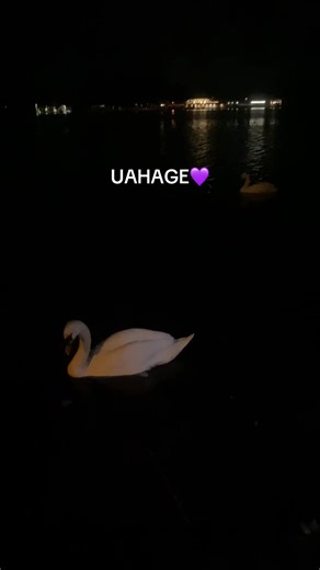 Secret Story of the Swan: IZONE Edit