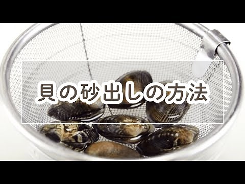 アサリ・ハマグリなど、貝の砂出しの方法【料理の基本】