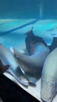 Wonderful place to experience marine life up close. #aquariumfish #publicaquarium #aquariumblog