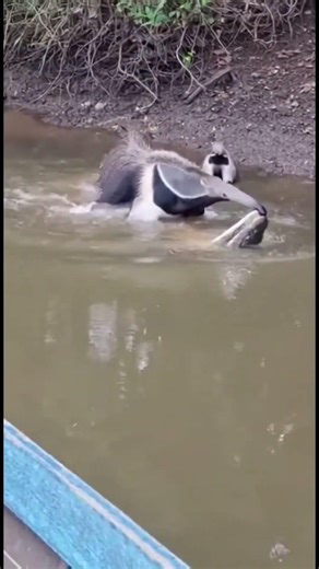 Alligator attacks anteater 😱 #amazon #alligator #anteater #fishing #shorts #animals
