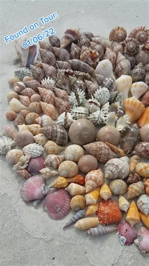 Okaloosa Island Shelling Adventure - Seashell Variety Exploration