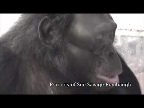 Talking Bonobos -Kanzi and Panbanisha