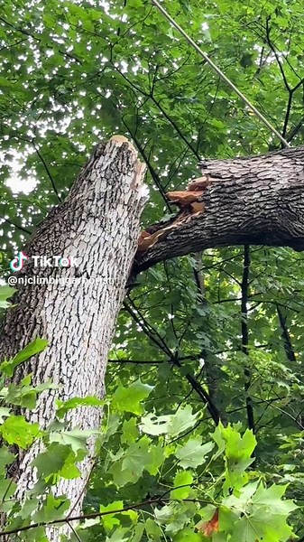 New Jersey Climbing Arborist: Watch Me Conquer Trees