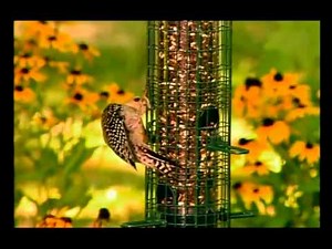 Squirrel Buster Plus, Squirrel Buster Classic and Squirrel Buster Mini Bird Feeders