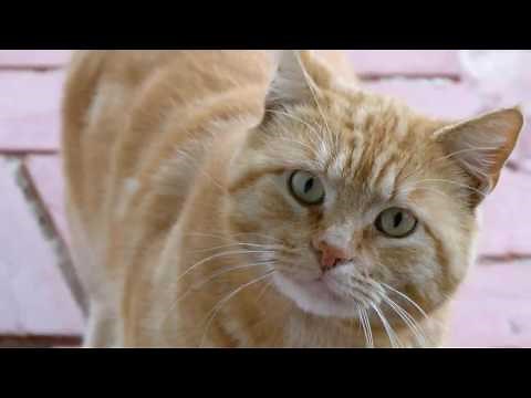 Cat Sounds! --- CAT COMPILATION