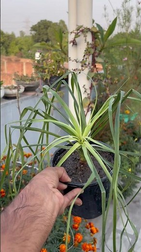 Ponytail palm🌴 #plantperfect #vishgarden #gardening #garden #palm #ponytail #terracegarden #plants
