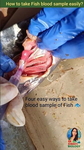 Fish Blood Sampling Easy Method 🐟Practical Guide🔬#dissection #fish #practical #biology #shortsfeed