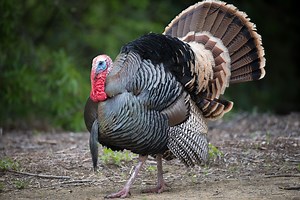 6 wacky facts about wild turkeys