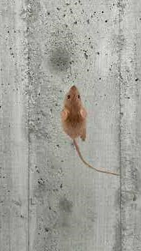 CAT GAMES ON SCREEN – Mouse runs, squeaks and hides. Video for Cats to Watch #shorts