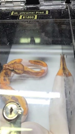 The Stunning Ultramel Pied Ball Python! 😁 ¡La impresionante Pitón Bola Ultramel Pied!